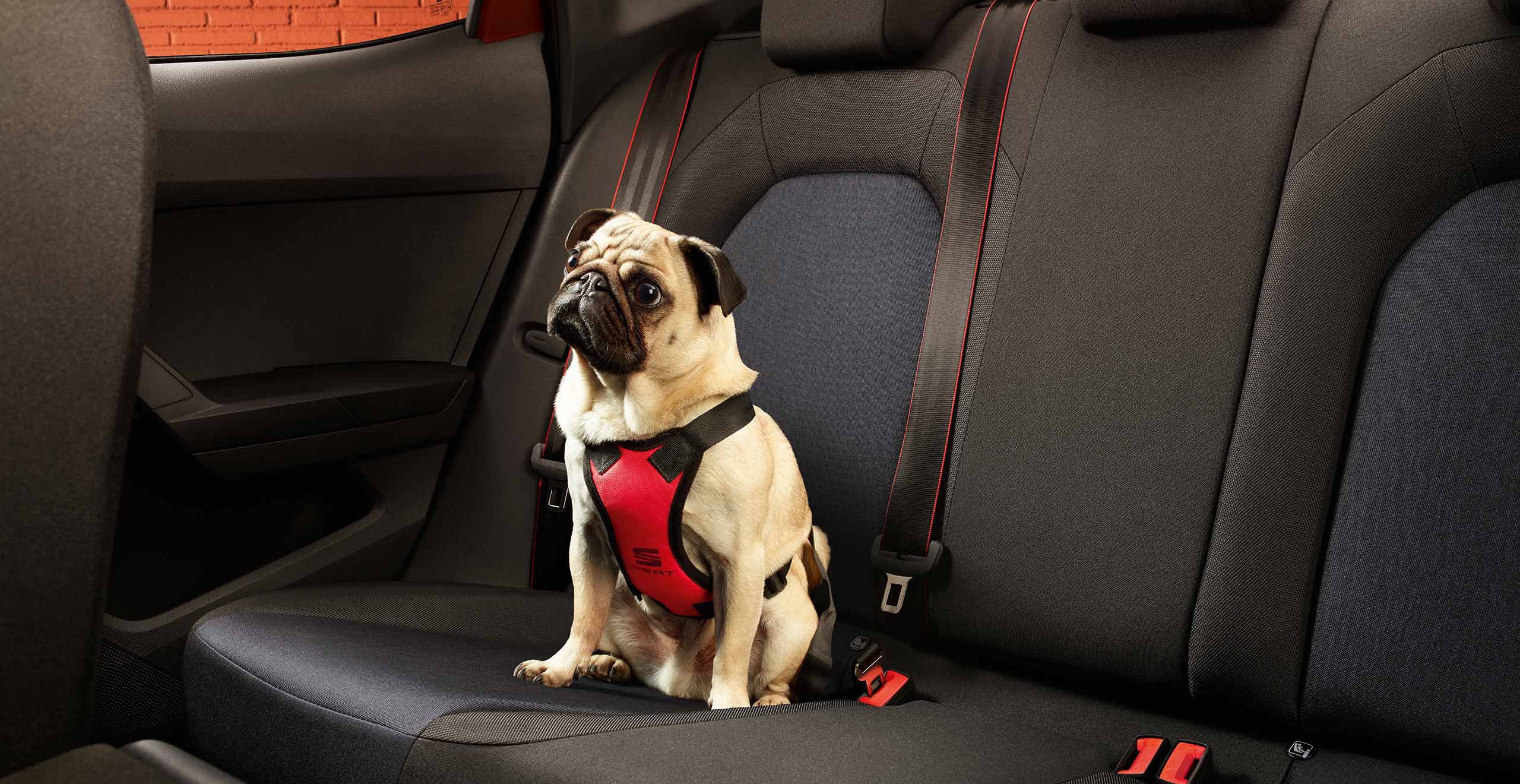 Asiento trasero SEAT Ibiza FR y perro con Accesorios SEAT Pets
