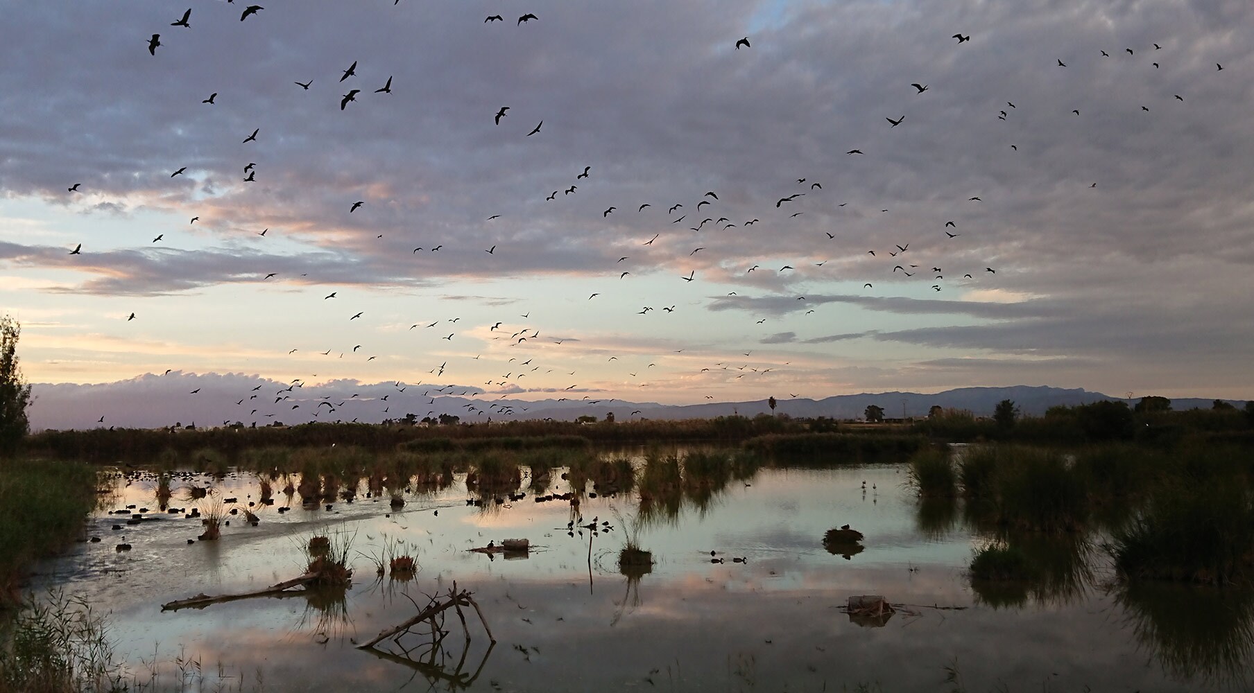 El proyecto, que se realizará durante dos años en colaboración con la ONG SEO/BirdLife, cuenta con una inversión de 1 millón de euros.